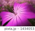 愛と欲望の日々