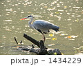 佇むアオサギ