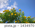 黄色い薔薇と青空
