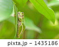 アマガエル