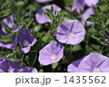 1435562