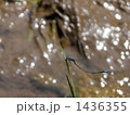 休憩するイトトンボ