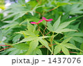 恋心