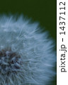 1437112