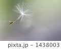 飛び立つ綿毛