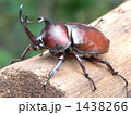 カブトムシ
