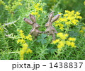 うさぎのデート