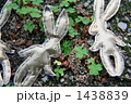 うさぎのお散歩