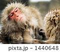 温泉入って、毛づくろい　Grooming in hot spring