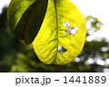 1441889