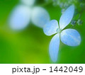 雅（十文字）