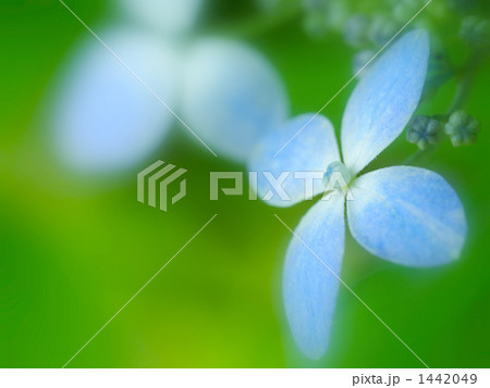 雅（十文字）