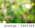 1442344