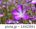 ムギセンノウの花畑