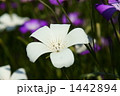 ムギセンノウの花畑