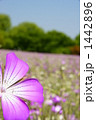 ムギセンノウの花畑