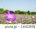 ムギセンノウの花畑