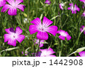 ムギセンノウの花畑