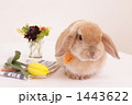 うさぎ