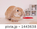 うさぎ