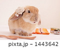 うさぎ
