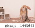 うさぎ