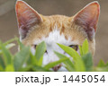 猫のおでこ