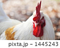にわとりの顔アップ