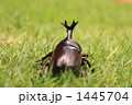 1445704
