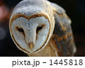 うつむき加減のフクロウ
