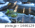 1446129