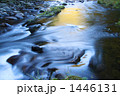 1446131