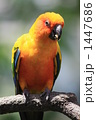 インコ