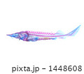 シベリアチョウザメ透明標本
