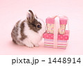 うさぎ