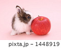 うさぎ