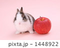 うさぎ