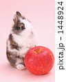 うさぎ