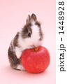 うさぎ