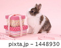 うさぎ