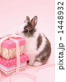 うさぎ