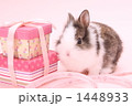 うさぎ
