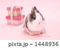 うさぎ