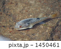 タイドプールで泳ぐフグ