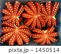 ゆでだこ