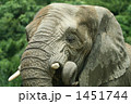 アフリカゾウ