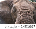 アフリカゾウ