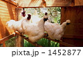 鳥小屋の烏骨鶏