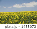 青空と菜の花畑