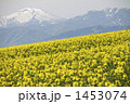 残雪の山と菜の花畑